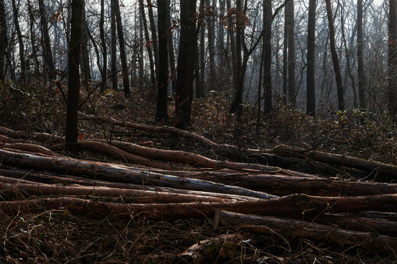 Fallen Trees by Martin Martz, From Unsplash